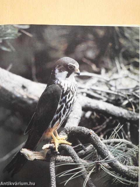 Fecskét látok, szeplőt hányok