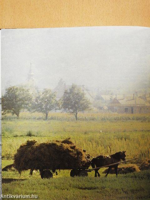 Fecskét látok, szeplőt hányok