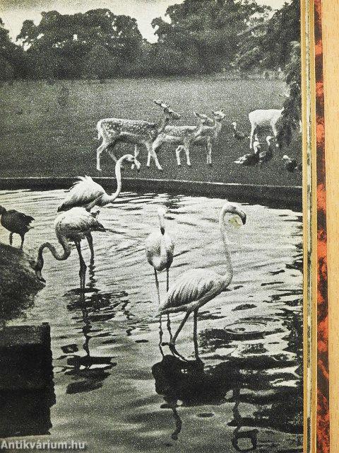 Ezt láttam Londonban