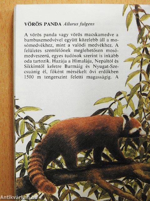 Állatkerti emlősök 1.