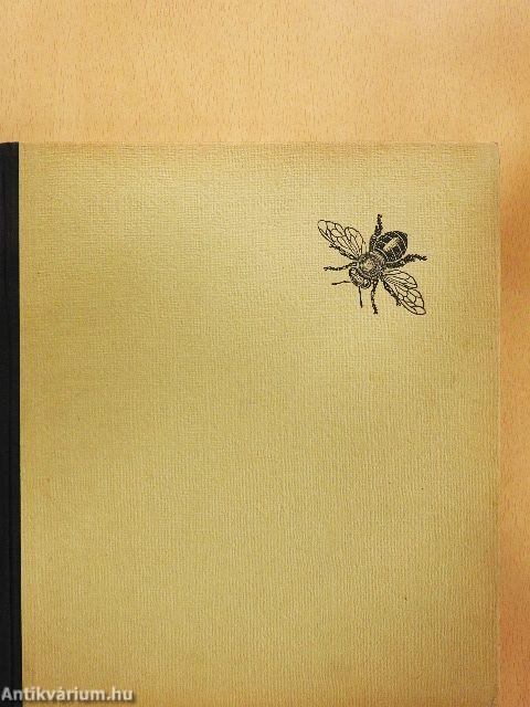 Rovarok közelről...