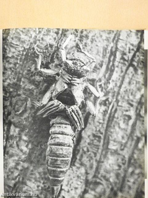 Rovarok közelről...