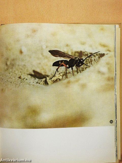 Rovarok közelről...