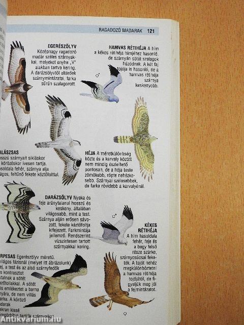 Európa madárkalauza