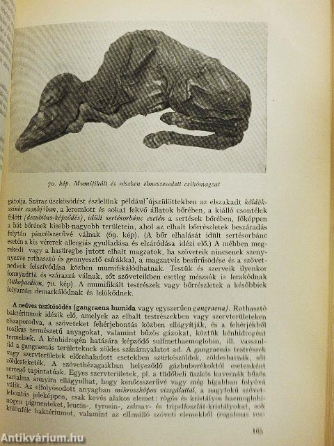 Állatorvosi általános kórtan