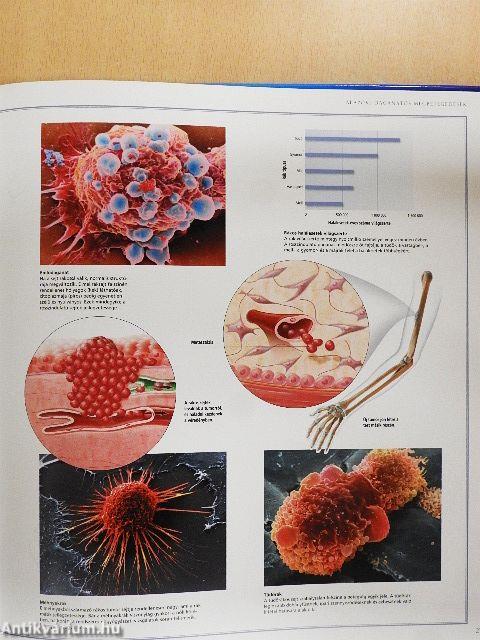 Emberi test - A kültakaró, a csontok és az izomrendszer