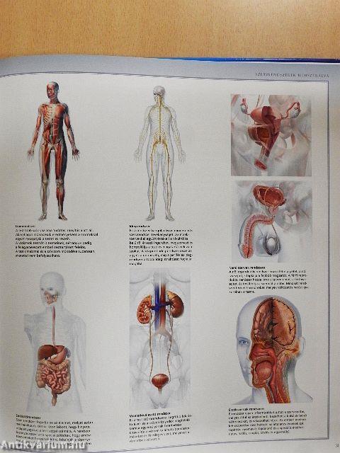 Emberi test - A kültakaró, a csontok és az izomrendszer