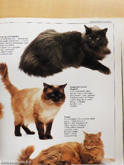 Arany macskakönyv