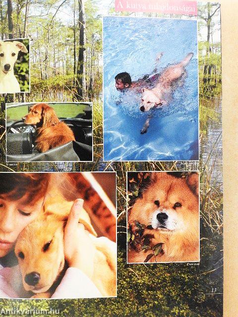 Barangolás a kutyák világában