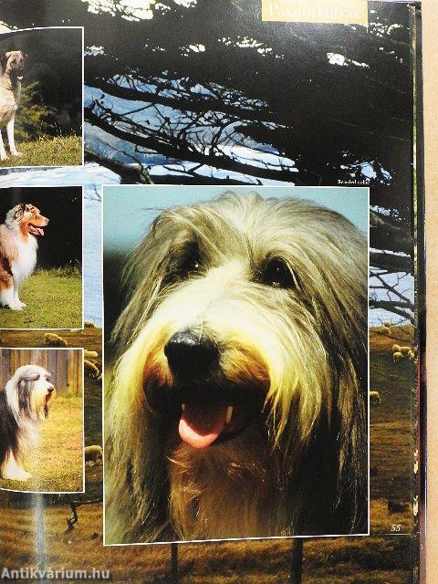 Barangolás a kutyák világában