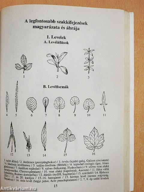 Gyógynövény-kiskáté