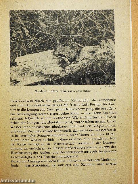 Der Frosch