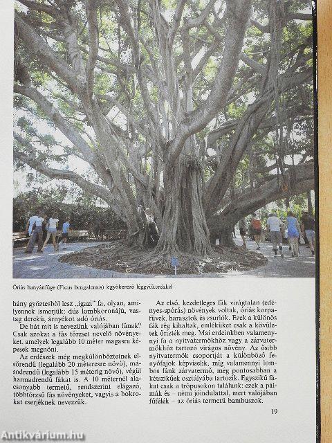 Az erdők nagy képeskönyve