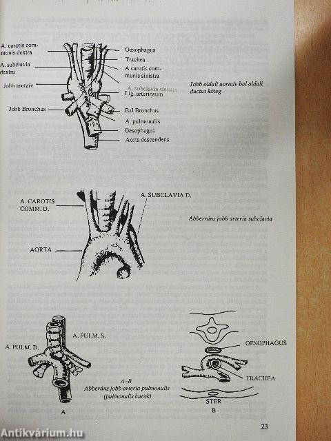 Gyermekpulmonológia