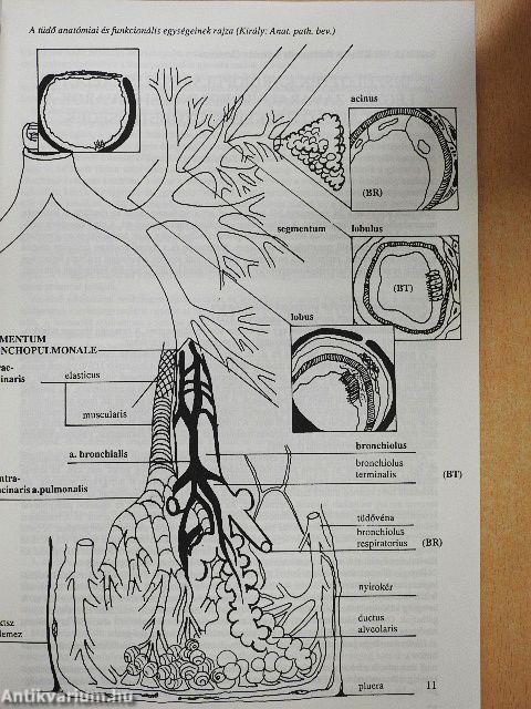 Gyermekpulmonológia