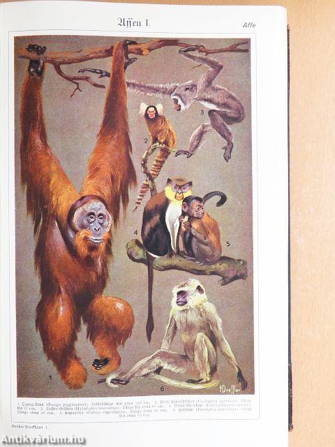 Der Grosse Brockhaus 1-20. (gótbetűs)