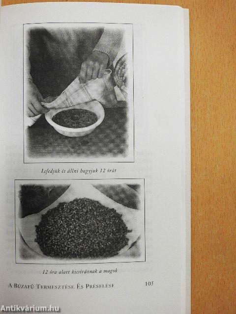 Búzafű