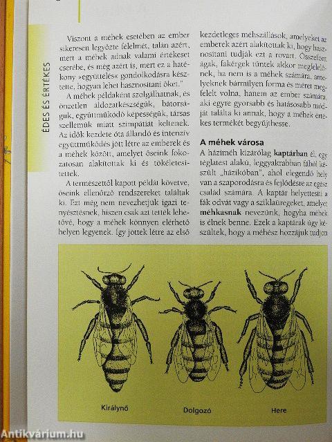 A szépítő, gyógyító méz, propolisz és társaik