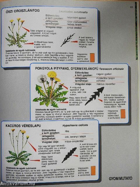 Pázsit és gyepszőnyeg