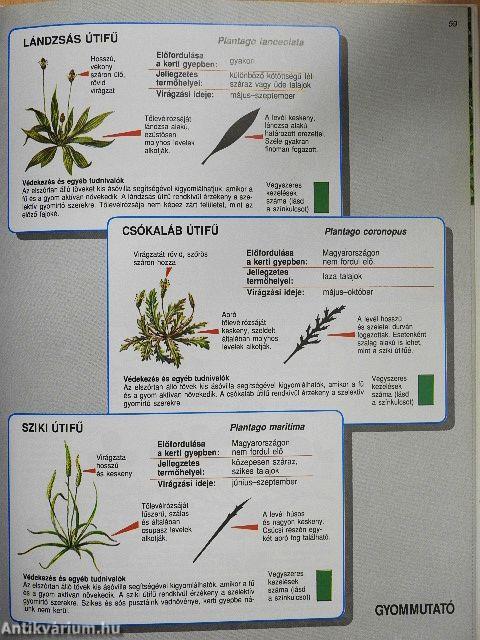 Pázsit és gyepszőnyeg