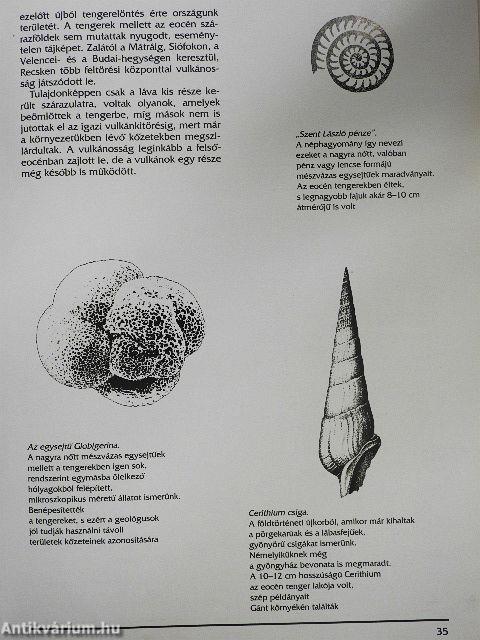 Ősvilágunk képekben