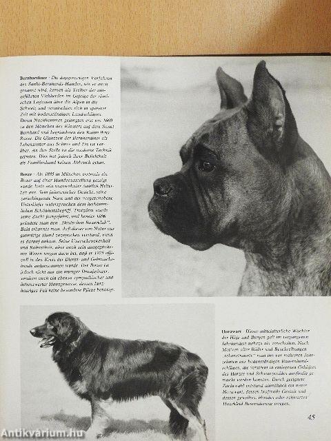 Das grosse Hundebuch