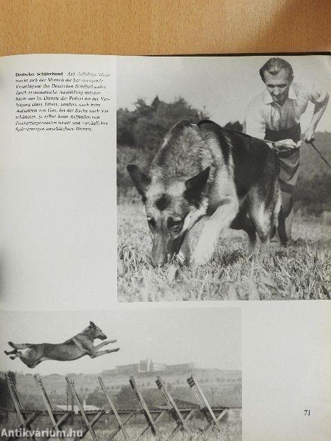 Das grosse Hundebuch