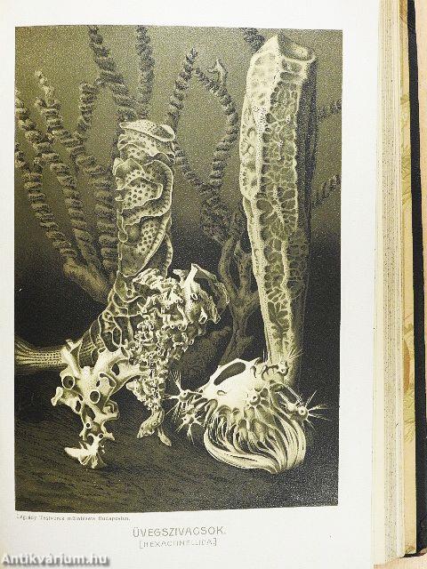 Brehm - Az állatok világa 10.