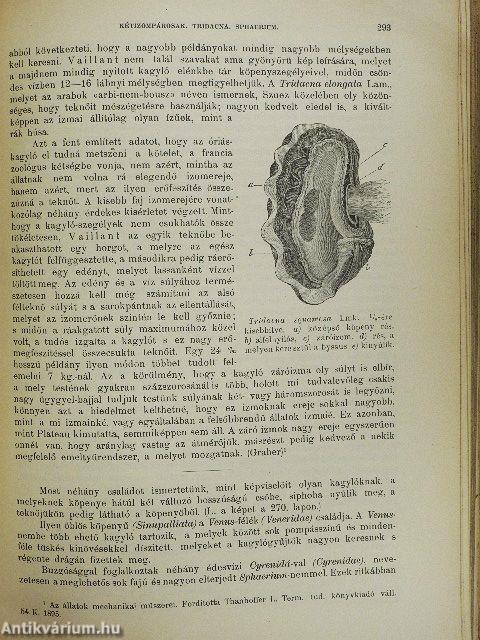 Brehm - Az állatok világa 10.