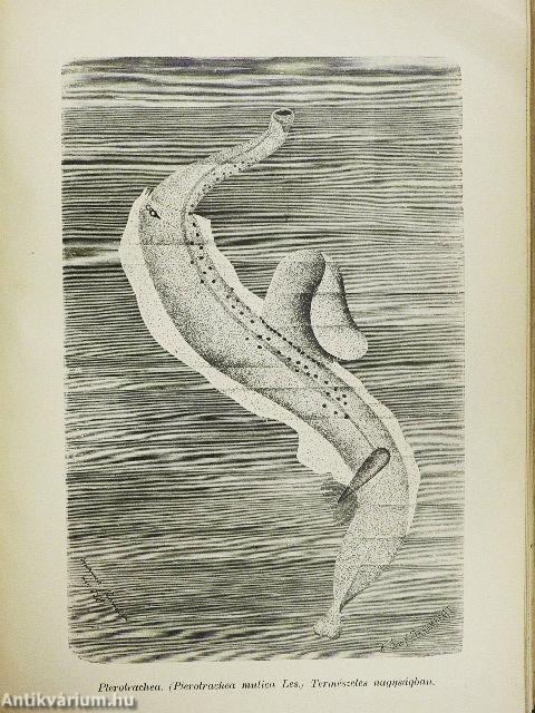 Brehm - Az állatok világa 10.