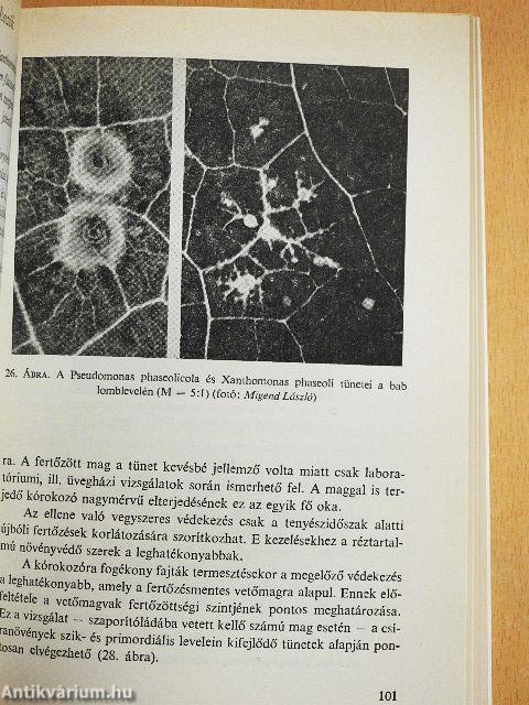 Zöldbab- és zöldborsótermesztés