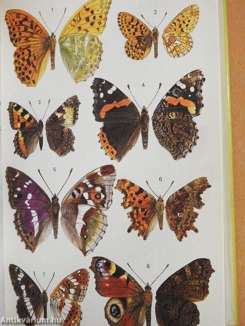 Insekten Mitteleuropas