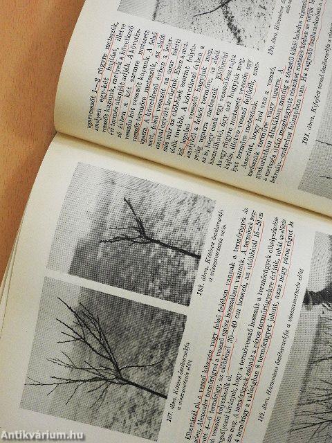 Gyümölcstermesztés