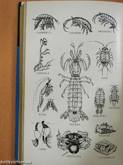 Die Unterwasserfauna der Mittelmeerküsten