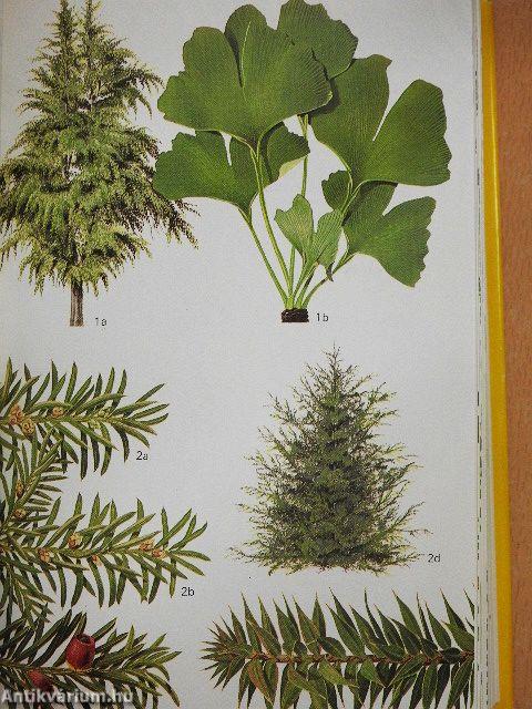 Die Wald- und Parkbäume Europas