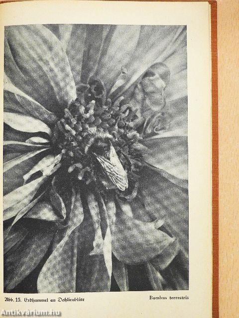 Kleintiere im Bild (gótbetűs)