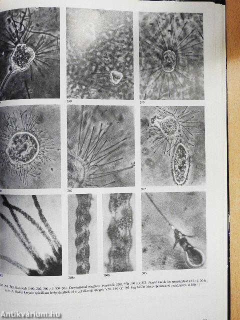 Mikroszkóp-mikrokozmosz