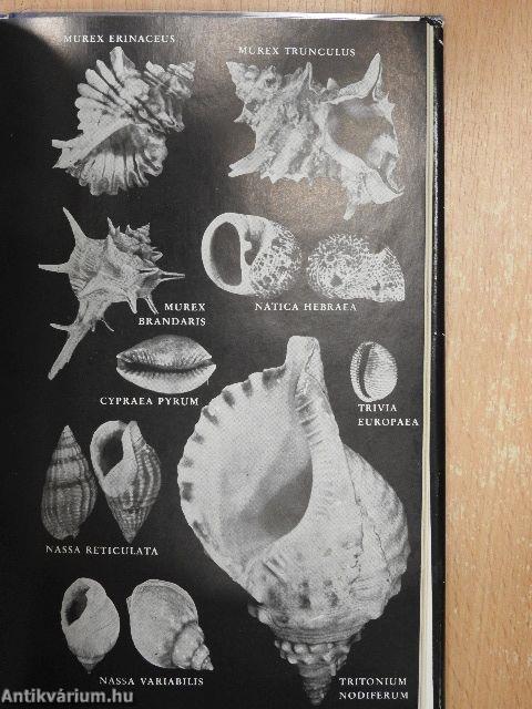 Die Unterwasserfauna der Mittelmeerküsten