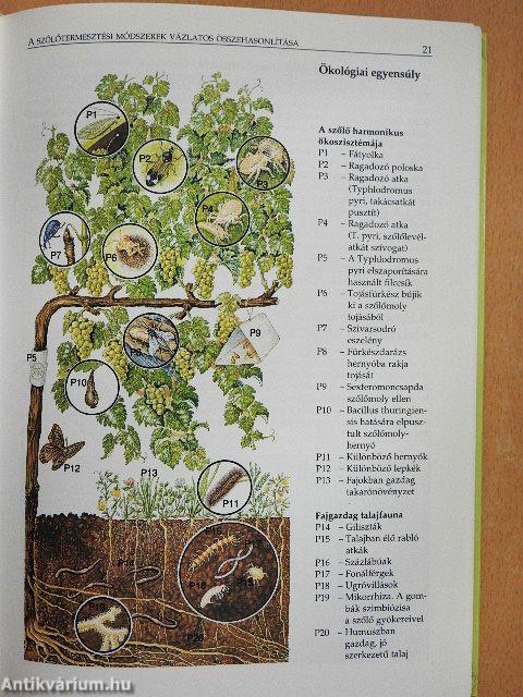 A szőlő növényvédelme