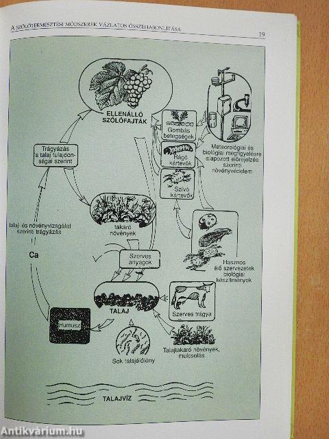 A szőlő növényvédelme