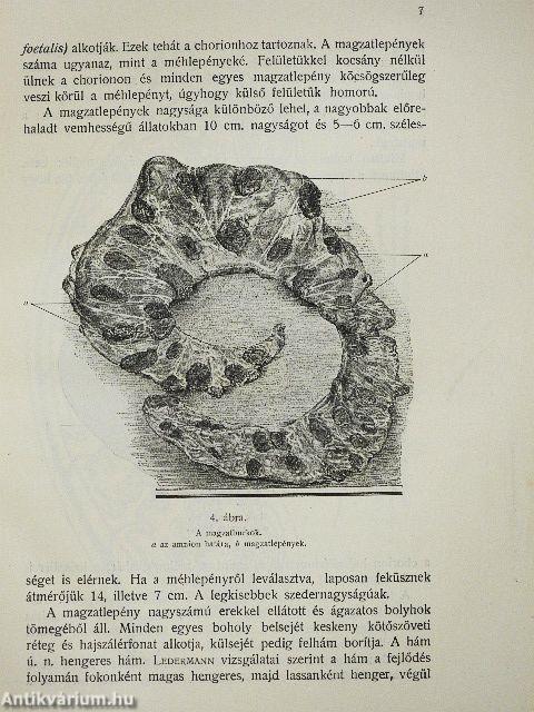 Szarvasmarhaszülészet