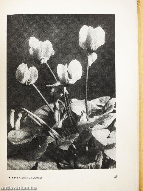 Wachsen und Blühen fotografisch gesehen