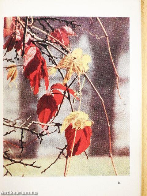 Wachsen und Blühen fotografisch gesehen