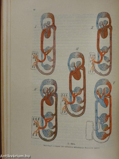 Szarvasmarhaszülészet