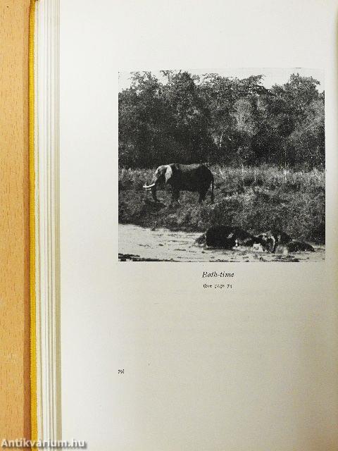 In the Land of the Lion