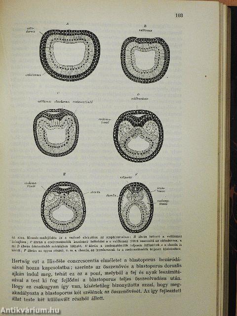 Fejlődéstani jegyzetek I-II.