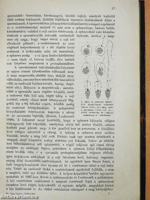 Fejlődéstani jegyzetek I-II.
