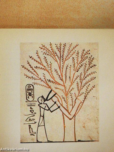 A gyönyörűség dalainak kezdete