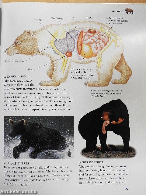 How Animals Work
