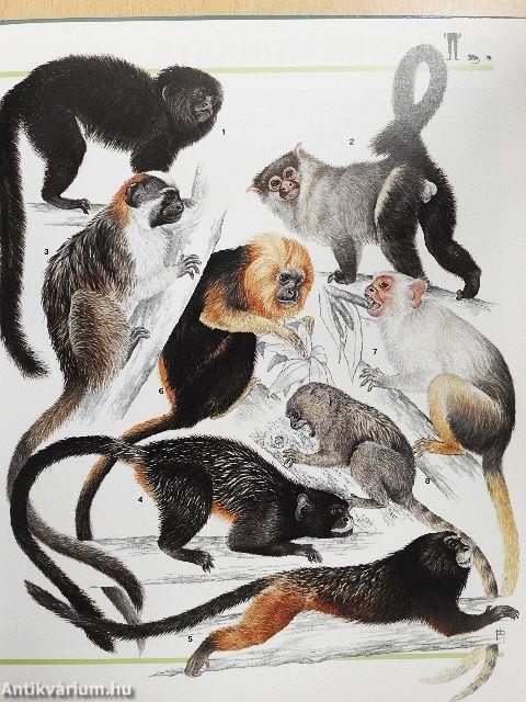Mammals: Primates Insect-Eaters and Baleen Whales
